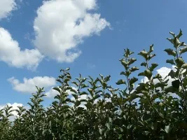 Fruitboomkwekerij: appelbomen, peren, pruimen, kersen, kersen, abrikozen, perziken 01