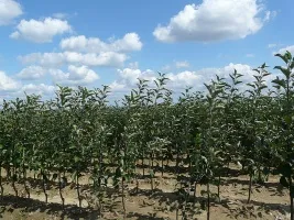 Fruitboomkwekerij: appelbomen, peren, pruimen, kersen, kersen, abrikozen, perziken 02