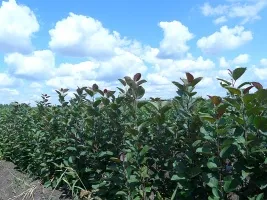 Fruitboomkwekerij: appelbomen, peren, pruimen, kersen, kersen, abrikozen, perziken 03