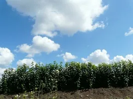 Fruitboomkwekerij: appelbomen, peren, pruimen, kersen, kersen, abrikozen, perziken 04
