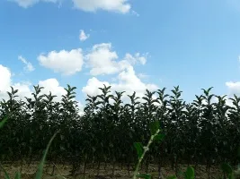Fruitboomkwekerij: appelbomen, peren, pruimen, kersen, kersen, abrikozen, perziken 05