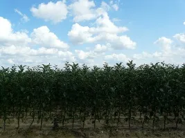 Fruitboomkwekerij: appelbomen, peren, pruimen, kersen, kersen, abrikozen, perziken 06
