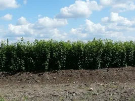 Kwekerij van fruitbomen: appelbomen, peren, pruimen, kersen, kersen, abrikozen, perziken 07