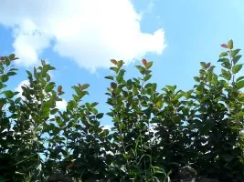 Fruitboomkwekerij: appelbomen, peren, pruimen, kersen, kersen, abrikozen, perziken 08