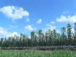 Fruitboomkwekerij: appelbomen, peren, pruimen, kersen, kersen, abrikozen, perziken 09