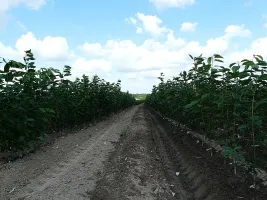 Fruitboomkwekerij: appelbomen, peren, pruimen, kersen, kersen, abrikozen, perziken 10