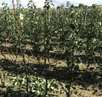 Fruitboomkwekerij: appelbomen, peren, pruimen, kersen, kersen, abrikozen, perziken 11