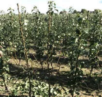 Fruitboomkwekerij: appelbomen, peren, pruimen, kersen, kersen, abrikozen, perziken 12