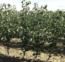 Fruitboomkwekerij: appelbomen, peren, pruimen, kersen, kersen, abrikozen, perziken 13