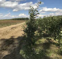 Fruitboomkwekerij: appelbomen, peren, pruimen, kersen, kersen, abrikozen, perziken 14