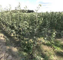 Fruitboomkwekerij: appelbomen, peren, pruimen, kersen, kersen, abrikozen, perziken 15