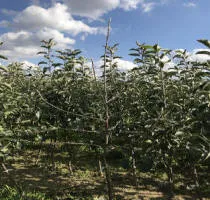 Fruitboomkwekerij: appelbomen, peren, pruimen, kersen, kersen, abrikozen, perziken 16
