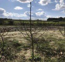 Fruitboomkwekerij: appelbomen, peren, pruimen, kersen, kersen, abrikozen, perziken 17
