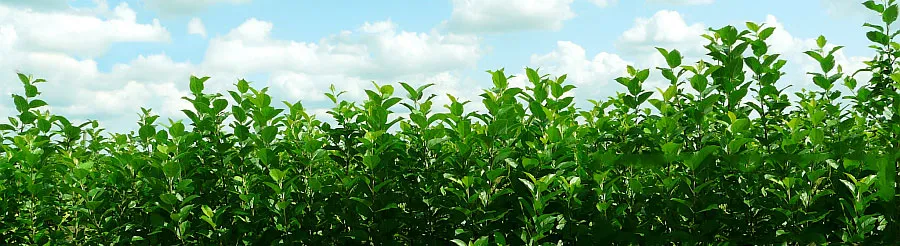 Fruitboomkwekerij: appelbomen, peren, pruimen, kersen, Polen